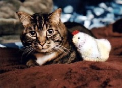 Elliott the cat and Ruth s Handy Work Emotional Support Chicken